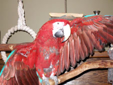 Macaw