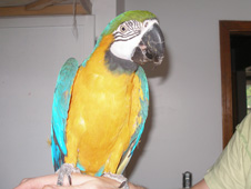 Parrot